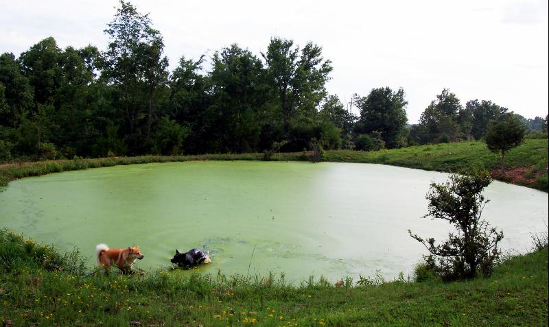 WARREN LAND_DOGS PLAY IN THE MAIN FARM POND ON WARREN LAND_A018_sized for Internet